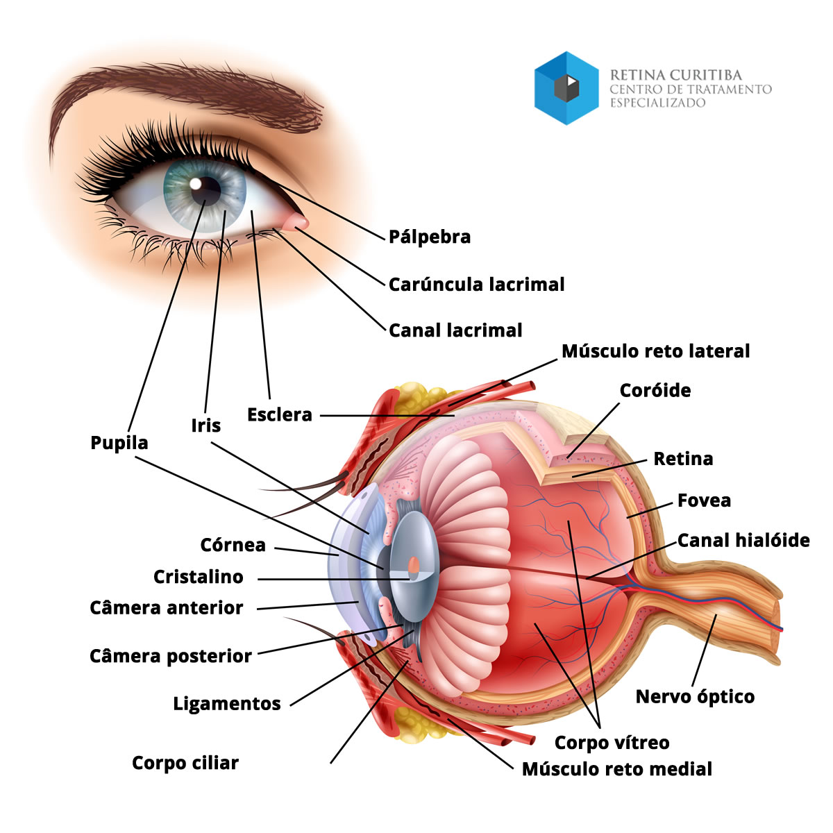 anatomia do olho humano